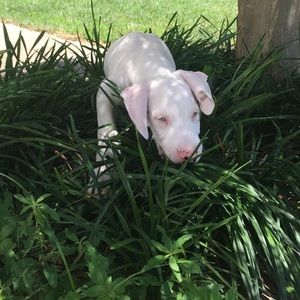 Meet your Posher, Piper